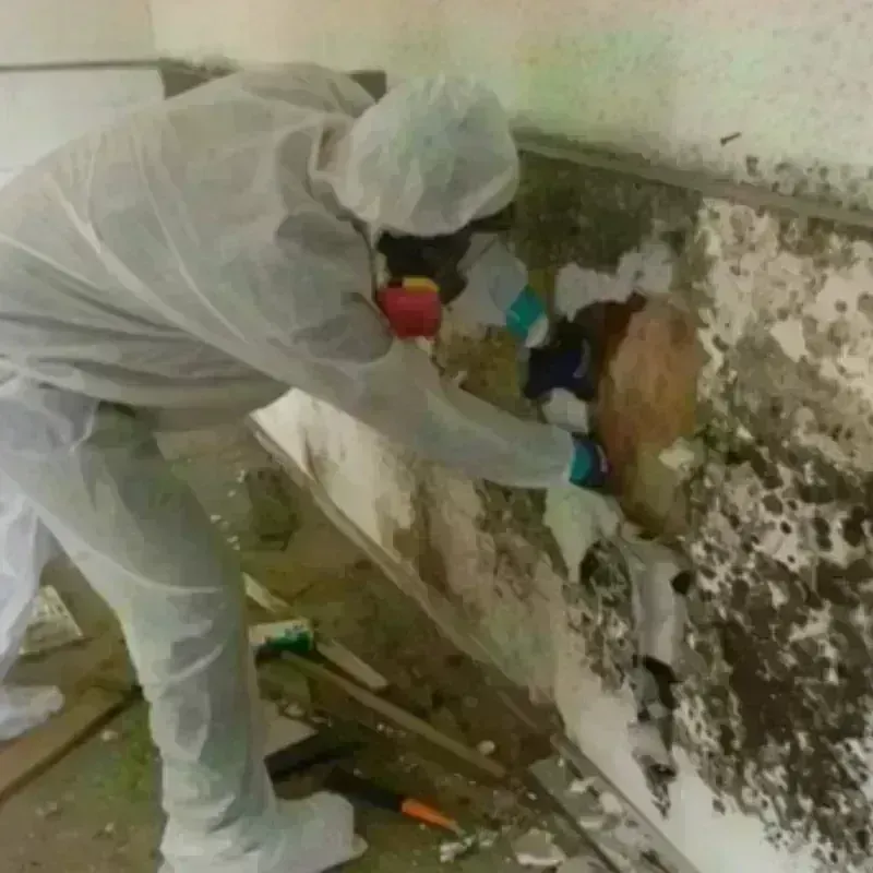 Mold Remediation and Removal in Silver Springs, FL